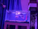 森森（SUNSUN）鱼缸LED七彩照明水族箱专用龙鱼鹦鹉鱼防水灯管 78CM双排超亮红色13W（带开关） 实拍图