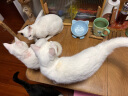 希宝猫罐头白身吞拿鱼85g*24罐海鲜啫喱系列进口猫粮猫湿粮整箱装 实拍图