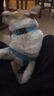 宠物圈（PETCIRCLE）狗狗牵引绳狗链子项圈泰迪金毛小型中大型幼犬牵狗绳子宠物用品 宝石蓝+胸背 M码 建议13-30斤 实拍图