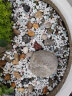 盛世泰堡 鹅卵石雨花石鱼缸花盆装饰天然小石子庭院铺地铺路园艺石头2.5kg 实拍图