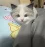 欧卡曼布偶猫专用猫粮 幼猫小猫成猫成年全阶段全价营养10斤装 布偶猫幼猫专用5斤 实拍图