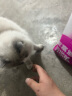 网易天成猫零食猫条猫湿粮 成猫幼猫通用猫咪零食 火鸡肉口味12g*6条 实拍图