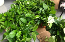 九千谷绿萝盆栽除甲醛绿植花卉鲜活植物盆景陶色绿叶盆12盆源头直发 实拍图