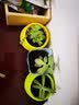春草碧多肉植物盆栽老桩24款入门肉肉迷你多肉办公室内阳台桌面绿植花卉 吹雪之松锦+花瓣盆+营养土 实拍图