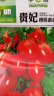 家庭种植蔬菜种子孑籽大全四季播种阳台盆栽农家小菜园有机 樱桃番茄种子2包 实拍图