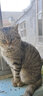 憨憨宠 猫笼 折叠猫笼子带厕所猫别墅幼猫成猫猫舍猫窝双层猫咪笼子 黑色700双层 实拍图