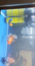 SOBO鱼缸过滤器三合一潜水增氧泵水族箱内置过滤净水氧气泵循环抽水泵 中号20瓦【适用30-60鱼缸】 实拍图