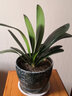 御春阁带盆带土6年大苗绿植盆栽 室内花卉 君子兰花 苗花卉盆景盆栽绿植 德尔8-10片带盆带土 实拍图