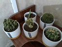绿荫巷子仙人掌球多肉植物盆栽室内类电脑桌面绿植小盆栽组合好养肉肉盆景 推荐【易养五盆组合】白瓷含托盆 含盆 实拍图
