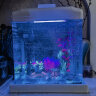 SEA STAR生态海 星小鱼缸客厅小型水族箱创意迷你玻璃家用懒人造景LED灯 380F豪华套装（带20件套） 实拍图