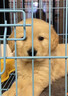 果粒之星纯种金毛犬活体宠物狗幼崽家养金毛幼犬寻回犬沙滩金枫叶红大型犬 血统级  实拍图