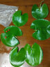 采缇（CAITI）一叶莲 碗莲水生花卉水培植物室内阳台四季开花盆栽鱼缸浮生莲花 一叶莲【11-13cm】5片 实拍图