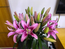 悦多彩AB级优质香水百合 家庭办公室各色生活鲜花 昆明基地 现采直发 白色百合花40朵（多头10枝） 实拍图