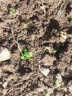 寿禾 西兰花种子青花椰菜盆栽蔬菜种籽 潍育系列齐松西兰花种子200粒 实拍图