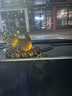 紫杉堡（Chateau d'If auto classic）汽车摆件平安葫芦车上饰品高档车载香薰车内装饰用品大全车载摆件 平安是福-深琥色+虎睛石珠 实拍图
