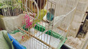 豪蚨虎皮鹦鹉说话小鸟活物观赏鸟宠物牡丹小太阳亲人玄风鹦鹉豪蚨 套餐3：自选牡丹一对+单层别墅 实拍图