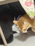 KimPets宠物伊丽莎白圈猫咪防舔头套狗狗防抓挠防咬项圈脖圈绝育驱虫用品 【轻盈无拘束】大眼萌萌 M(颈围24-31cm 适合6-13斤宠物) 实拍图