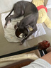 贡维狗粮格力灵缇惠比特细狗专用5斤成犬幼犬中型犬狗粮20斤40斤三拼 牛肉粒蛋黄三拼10kg 实拍图