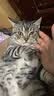 伯纳天纯宠物猫幼猫猫粮3月-12月龄营养小猫离乳期奶糕粮幼猫经典系列 幼年期猫粮10kg 实拍图