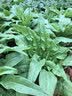 播种心情家庭种植蔬菜种子大全四季播种阳台盆栽农家庭院小菜园有机香菜菠 香辣二金条种子2包 实拍图