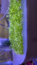 共度（Gong Du）鹿角苔莫斯水草增氧鱼缸造景植物淡水冒泡慕斯片定植阴性前景草坪 鹿角苔莫斯2片 晒单实拍图