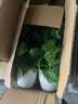 伊芙美 仿真花绿萝假花装饰花塑料花绿植盆栽家居装饰品客厅室内摆件花瓶花插花艺仿真绿叶子餐桌电视柜摆放 绿色绿萝+小仿瓶 实拍图