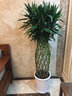 绿韵花田【两小时达】发财树鸿运当头天堂鸟大型绿植公司门口乔迁送礼 富贵竹笼 实拍图
