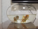 鱼缸透明玻璃办公桌圆形圆球圆型小型乌龟迷你桌面小鱼缸 30号（裸缸） 实拍图