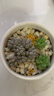 绿族多肉植物颗粒土白石子多肉专用铺面石头鹅卵石盆栽种植土壤装饰 实拍图