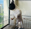 皇家（ROYAL CANIN）【防伪可查】皇家狗粮 皇家中型幼犬（MEJ32）15KG 实拍图