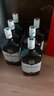 百龄坛（Ballantine`s）特醇 苏格兰 调合型 威士忌 进口洋酒 1L*6瓶装 晒单实拍图