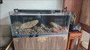 sobo松宝过滤桶鱼缸过滤器外置滤桶缸外过滤系统水族箱吸鱼屎净水器 SF-1200F +【豪华滤材套餐】60%鱼友优选 过滤桶带杀菌灯 实拍图
