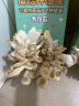 IAM City Farmer黄金菇 蘑菇种植包可食用菌种新鲜蘑菇套装水培植物蘑菇包 实拍图