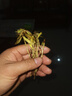 云峰海瑞水草活体懒人草鱼缸造景活体水草套餐鱼缸水草有茎类中后景真水草 【好养易活】红雨伞（5只一组） 实拍图
