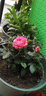 锦枫（jinfeng）玫瑰花盆栽 大盆带花苞室内好养的花卉观花植物绿植苗 粉色玫瑰(白色仿木桶盆) 含盆 实拍图