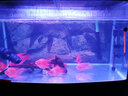 森森（SUNSUN）鱼缸灯led灯照明灯变色LED水族箱造景灯龙鱼灯潜水灯 【11W增艳红】60cm长 适合80-90缸 实拍图