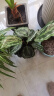 室内绿植花卉盆栽孔雀竹芋 猫眼彩虹绿植盆栽植物 彩虹竹芋20-30厘米高 原盆原土发货 含原装简易塑料盆 实拍图