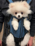 贝尼宠 狗包外出背包透气四脚包网红款宠物胸前包猫包外出 四脚狗包M适背长29-34cm重3-7斤 实拍图