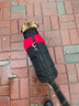 SLPC狗狗衣服中型犬柯基萨摩保暖冬装博美泰迪小狗棉服马甲大狗厚衣服 红 XXL建议14到18斤 实拍图