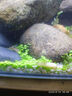 YEE鱼缸水草种子鱼缸造景对叶水草泥真水草懒人水草种籽牛毛水草植物 迷你对叶15g（适用种植面积:30×40cm） 晒单实拍图