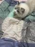 HELLOJOY猫玩具【可伸缩48-81CM】逗猫棒长杆羽毛铃铛猫咪玩具逗猫神器 实拍图