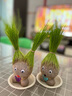 易囍艺 水培巴西木幸运木格鲁特创意绿植盆栽室内好养办公桌面植物 长草娃娃2个+2底托 规格 实拍图