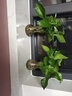 锦枫锦枫（jinfeng）办公室水培绿植花卉盆栽玻璃花盆水培植物 绿萝2盆装 含盆栽好 实拍图