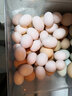 我老家鸽子蛋 新鲜 现捡散养谷物蛋 孕妇宝宝营养生鲜 鲜鸽蛋30枚装 实拍图