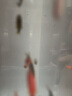美人雾斑马鱼活鱼活体斑马鱼活体热带鱼小型观赏鱼孔雀鱼斗鱼淡水观赏鱼 红+蓝+黄斑马（共24条) 实拍图