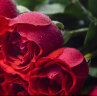 初卉（C·hui）鲜花同城配送玫瑰花鲜花花束生日礼物鲜花速递全国花店送花上门 C款-33朵红玫瑰礼盒 鲜花 实拍图