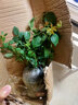 欧悟 四季开花藤本月季花苗大花蔷薇爬藤植物盆栽地栽庭院阳台花卉 黄金庆典【带原土带叶】 2颗小苗20cm左右高度 实拍图