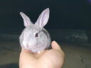 朗缤 兔子活体宠物兔活体新西兰肉兔公主兔小白荷兰侏儒活物兔子宠物 小灰公主兔2只（一公一母） 实拍图