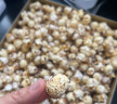 硃碌科 球型爆米花玉米粒1kg(100g*10小袋)DIY家庭自制苞米花原料 实拍图