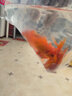 鱼多趣金鱼锦鲤观赏鱼热带鱼草金鱼耐活皮实活体金鱼锦鲤草金鱼 草金鱼10条送备损 4-7厘米【好养耐活】 实拍图